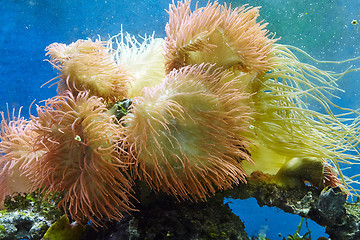 Image showing Underwater paradise