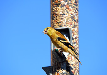 Image showing American Goldfinch