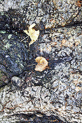 Image showing rugged bark of a tree