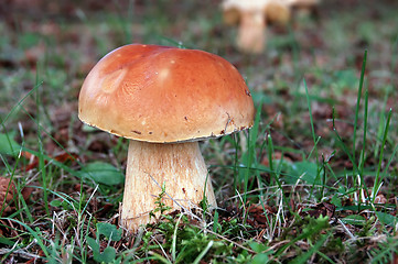 Image showing Wild Mushroom