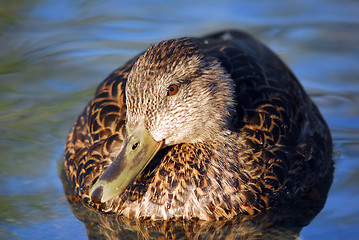 Image showing Mallard Duck