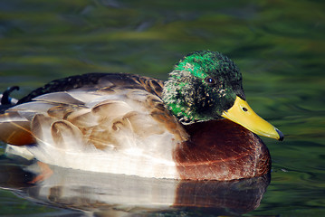 Image showing Young Male Mallard