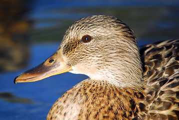 Image showing Female Mallard Duck