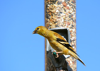 Image showing American Goldfinch