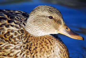 Image showing Female Mallard Duck