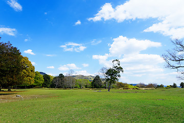 Image showing forest trees