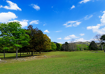 Image showing forest trees