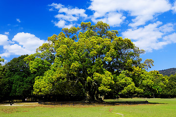 Image showing forest trees