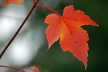 Image showing Red Maple Leaf