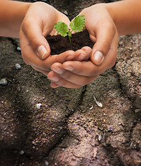 Image showing woman hands holding plant in soil