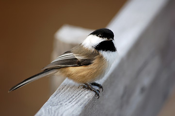 Image showing Black-capped Chickadee