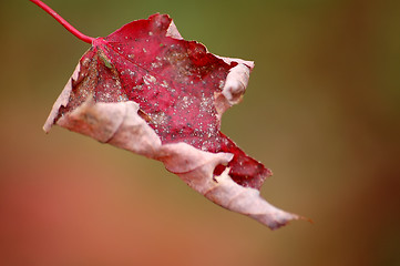 Image showing Red Maple Leaf