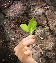 Image showing woman hand holding plant in soil