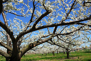 Image showing Apple orchard