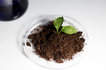 Image showing close up of plant and soil in lab