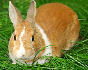 Image showing Easter bunny