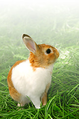 Image showing Easter bunny