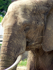 Image showing Elephant 3