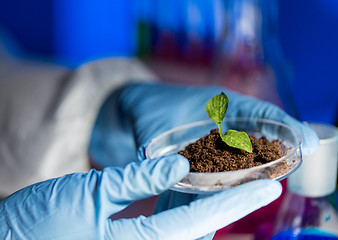 Image showing close up of scientist hands with plant and soil 