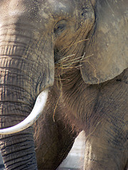 Image showing Elephant 4