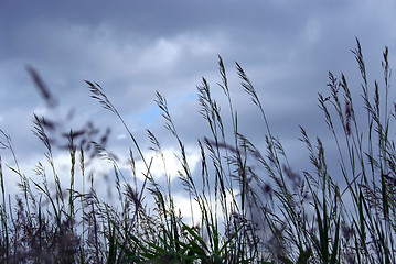 Image showing Evening grass