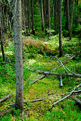 Image showing Dark forest