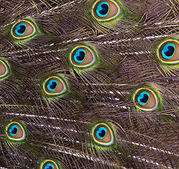 Image showing Bird feathers (peacock)