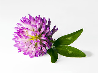 Image showing Red clover