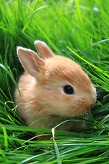 Image showing small rabbit in the green grass