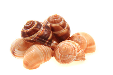 Image showing empty snail shells 