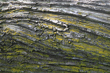 Image showing oak tree bark background