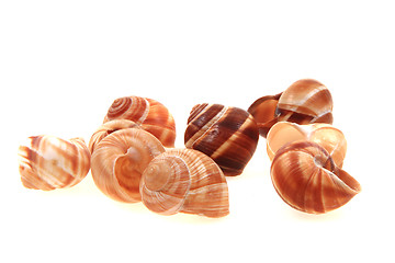 Image showing empty snail shells 