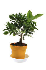 Image showing small lemon tree 