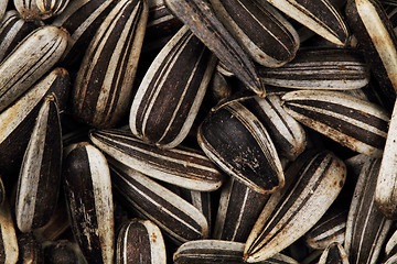 Image showing sunflower seeds as nice background