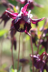 Image showing violet flowers