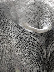 Image showing Elephant 6