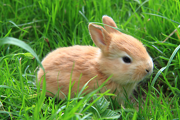 Image showing small rabbit in the green grass