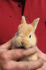 Image showing small rabbit in human hands