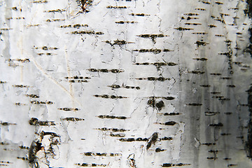 Image showing birch tree bark background