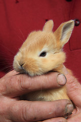 Image showing small rabbit in human hands