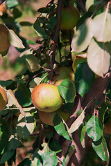 Image showing stick with the apples in the garden