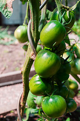 Image showing green tomatoes on a branch