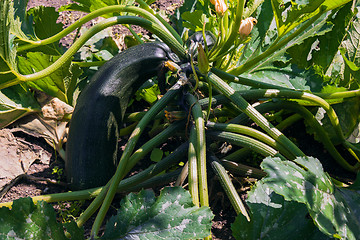 Image showing zucchini growing in the garden