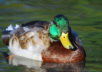 Image showing Young Male Mallard