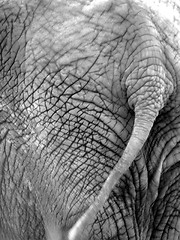 Image showing Elephant 7