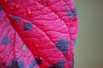 Image showing Red and Maple Leaf