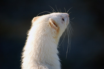 Image showing Ferret