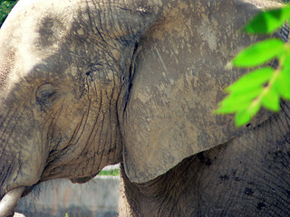 Image showing Elephant 8