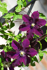 Image showing Purple blooming Clematis