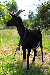 Image showing black goat from the small farm 